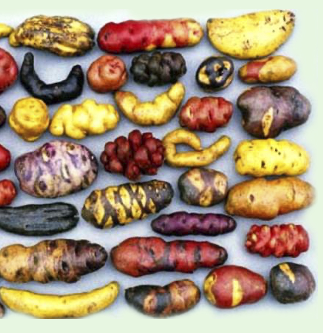 Tipos de patatas